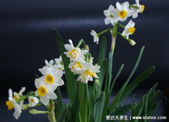 凌波仙子水仙花图片,水仙花有毒吗(有毒但不影响空气可以室内养)