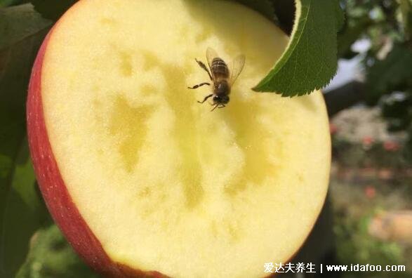 糖心苹果是一种病吗,是代谢疾病可以吃对身体没有影响