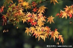 立秋之后还热不热了会热多久,半个月后的