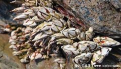 藤壶是什么东西图片，会寄生在鲸鱼等海洋