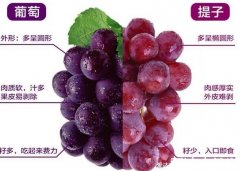 提子和葡萄的区别，提子肉硬皮薄口感好但
