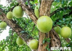 铁西瓜能吃吗,炮弹果不能吃会爆炸炸伤人