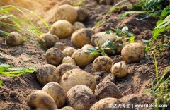 土豆什么时候传入中国,传入朝代为明朝(原