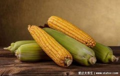 为什么减肥不建议吃玉米，不能多吃适量吃