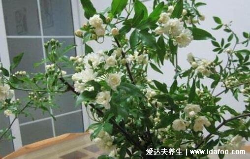 木香花为什么不能种,环境要求高以免养不好(家里千万不能养的6种花)