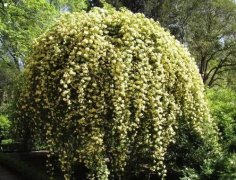 木香花为什么不能种，木香花不能种在家里