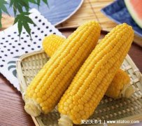 为什么减肥不建议吃玉米，是高淀粉食物吃
