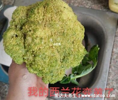 西兰花变黄了还能吃吗,不一定不能吃(有腐烂气味千万不要吃)