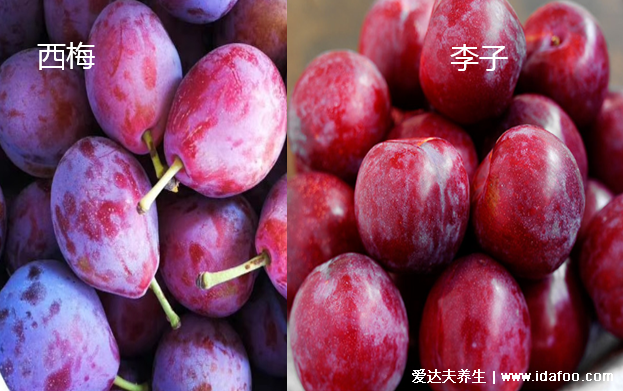 西梅和李子有啥区别,西梅更贵更好吃功效与作用不同
