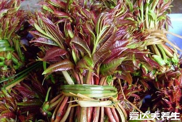 香椿的功效与作用，吃香椿的禁忌(5大功效)