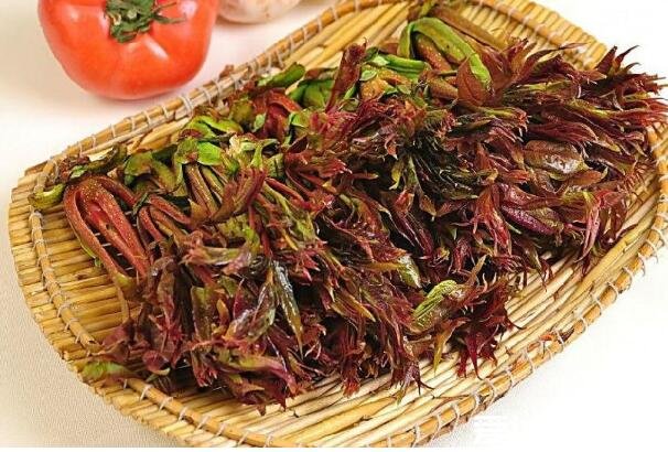 香椿的功效与作用，吃香椿的禁忌(5大功效)