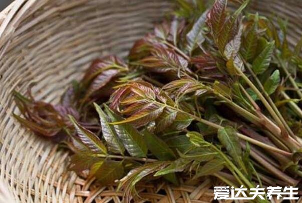 香椿的功效与作用，吃香椿的禁忌(5大功效)