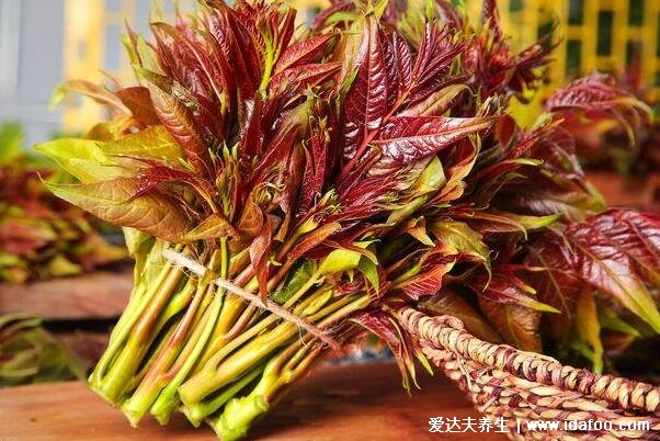 香椿是发物吗什么人不适合吃,是发物3类人群不宜吃(5大功效作用)