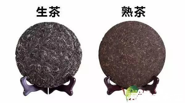 普洱茶什么季节喝为宜,夏季普洱生茶清热解暑(四季喝功效不同)