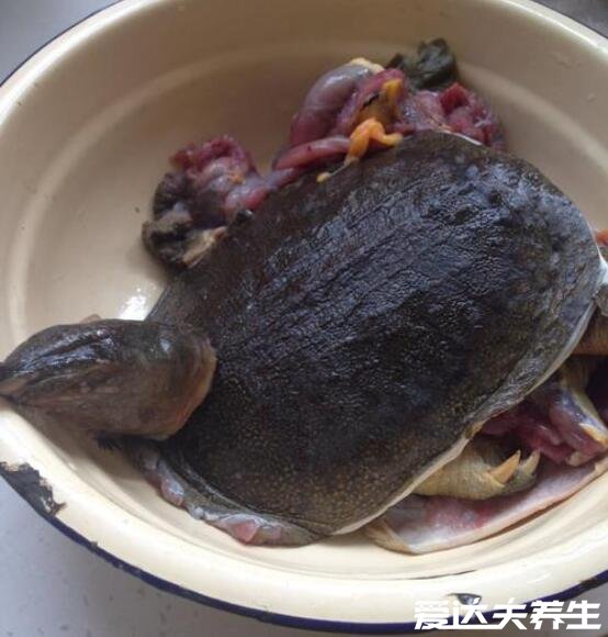 鲜活甲鱼怎么杀,大厨教你安全快速的宰杀处理甲鱼