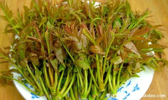 香椿图片大全,吃紫色的香椿更好(香椿的功效与作用禁忌)