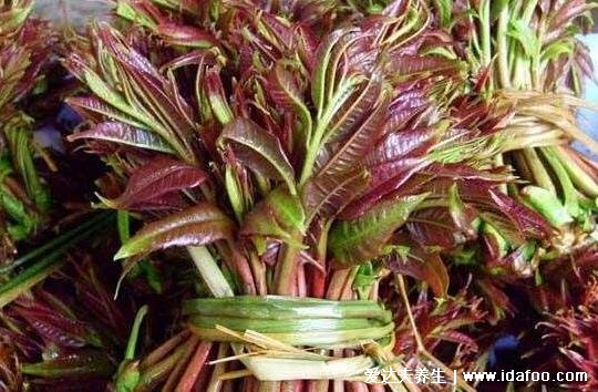 香椿图片大全,吃紫色的香椿更好(香椿的功效与作用禁忌)
