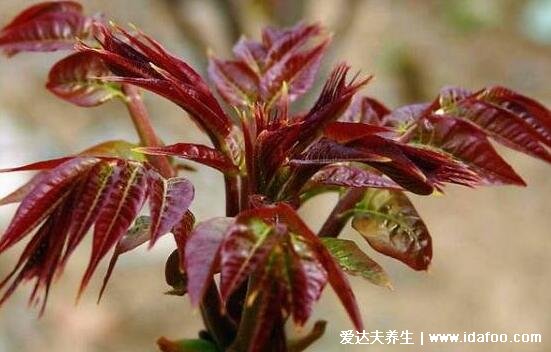 香椿图片大全,吃紫色的香椿更好(香椿的功效与作用禁忌)