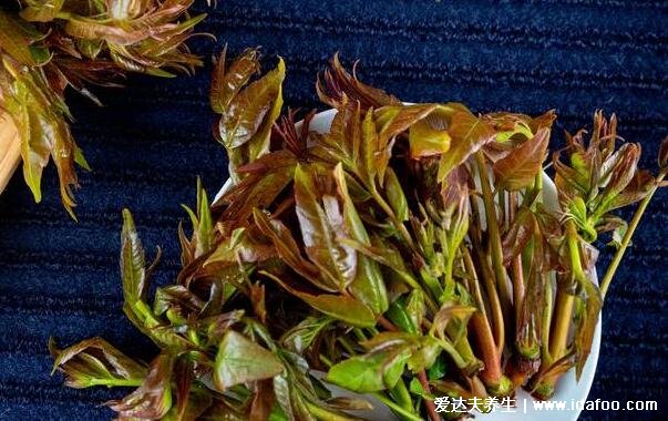 香椿芽怎么腌制好吃，一定要焯水口感鲜嫩又健康(附功效与禁忌)