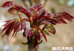 香椿的功效与作用，吃香椿的禁忌(5大功效