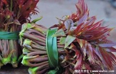 香椿含有致癌物已确定，别担心注意4点吃起