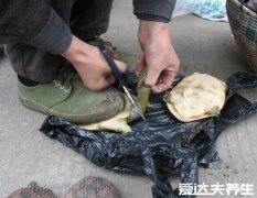 鲜活甲鱼怎么杀,大厨教你安全快速的宰杀