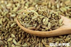 小茴香的功效与作用，能够散寒止痛健胃行
