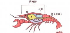 小龙虾头部里的黄是什么可以吃吗，是龙虾