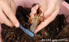 小龙虾怎么清洗和处理视频步骤，简单5步记