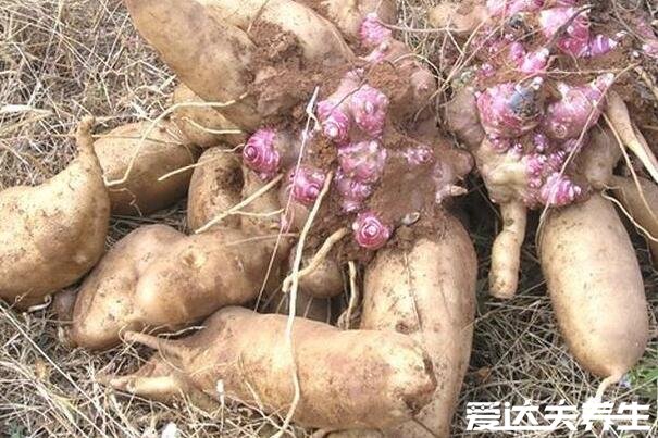 雪莲果图片及营养价值,主要功效可以排毒清肠促消化