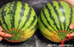 选西瓜肚脐小的好还是大的好,如何挑选西