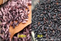血糯米和黑米的区别图片，血糯米的功效与