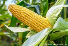 血糖高吃什么食物最好最佳，8种蔬菜水果放