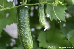 血糖高的人吃什么能把血糖降下来呢，16种降