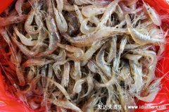 荨麻疹五种食物不能吃，荨麻疹忌口这些食