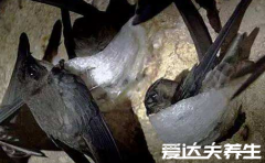 燕窝是怎么形成的,其实就是金丝燕的巢(