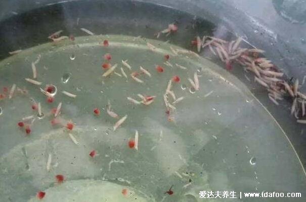 杨梅里的小白虫能吃吗,果蝇幼虫能吃对身体无害