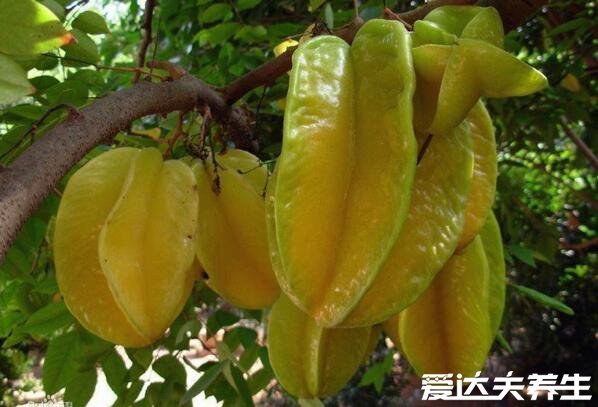 杨桃的功效与作用禁忌，美容养颜等四大功效(肾病患者不能吃)