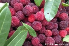 杨梅吃多了对身体有什么影响，上火便秘还