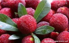 杨梅怎么保存能放时间长一点,用盐水浸泡