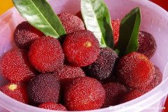 杨梅汁的制作方法怎么做,只需四步做出好