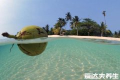 椰子靠什么传播种子的，靠水路传播所以岸