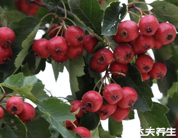 秋天成熟的水果有哪些,6种代表性的应季水果不能错过