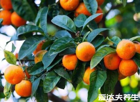 秋天成熟的水果有哪些,6种代表性的应季水果不能错过