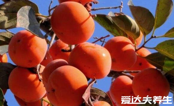 秋天成熟的水果有哪些,6种代表性的应季水果不能错过