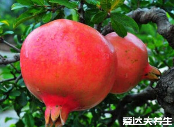 秋天成熟的水果有哪些,6种代表性的应季水果不能错过