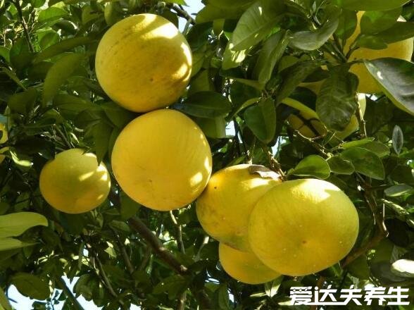 秋天成熟的水果有哪些,6种代表性的应季水果不能错过