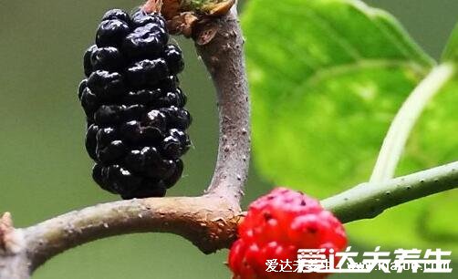 一斤桑葚泡几斤白酒,3到5斤白酒非严格规定可调节(白酒建议50度以上)
