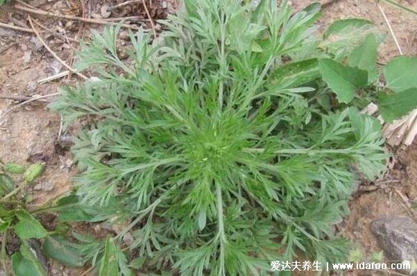茵陈的功效与作用主治,利胆护肝还能降血压(图片)