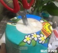 椰子怎么打开怎么吃果肉，不同椰子的多种